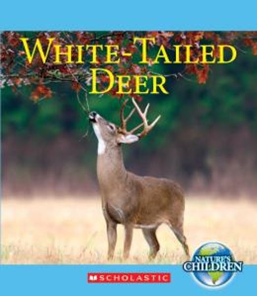 Picture of WHITE-TAILED DEER
